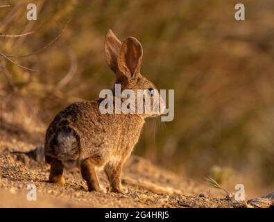 Wild cottontail rabbit Stock Photo