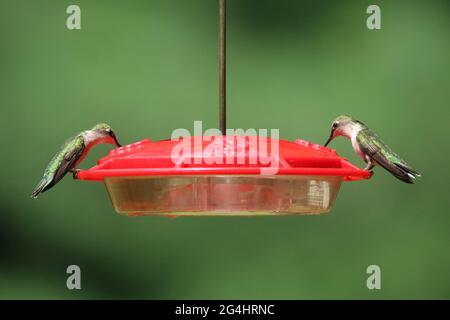 Two ruby throated hummingbirds feeding from the same feeder.  These birds are normally very territorial and don't like to share. Stock Photo