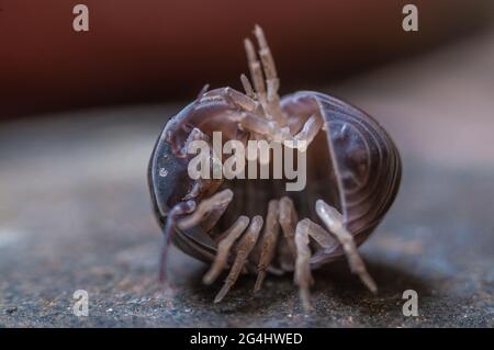 Woodlouse cover being a ball Stock Photo