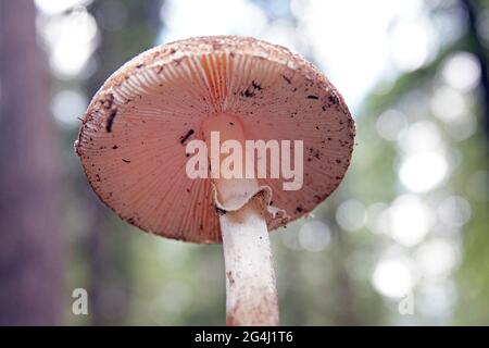 The stem or stipe, gills, cap, and veil of an amanita mushroom, in a temperate rain forest near the Metolius River in central Oregon. Stock Photo
