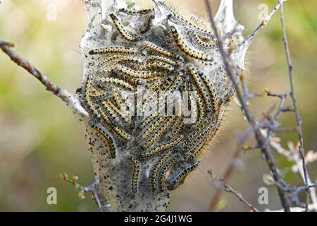 A large nest of western tent caterpillars, Malacosoma californicum,in a silk cocoon, in the Cascade Mountains of central Oregon. Stock Photo
