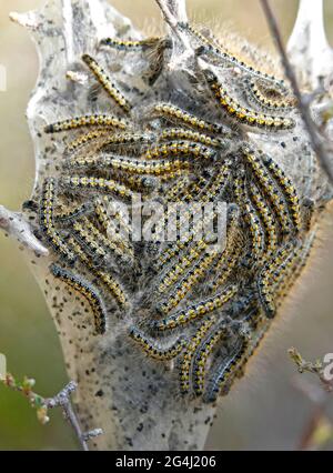 A large nest of western tent caterpillars, Malacosoma californicum,in a silk cocoon, in the Cascade Mountains of central Oregon. Stock Photo