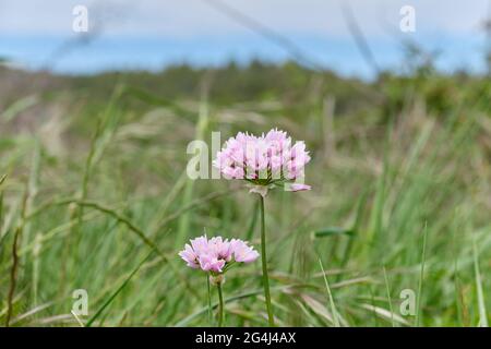 Closeup shot of the mouse garlic flower in a field on a blurred background Stock Photo