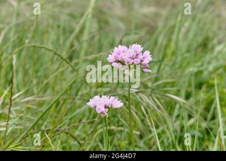 Closeup shot of the mouse garlic flower in a field on a blurred background Stock Photo