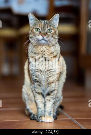 Beautiful Cat Sitting at Home Stock Photo
