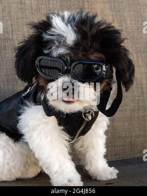 Small, black and white puppy wearing sunglasses and a leather jacket with his pink tongue out. Stock Photo