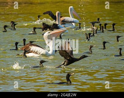 Australian Pelicans, Pelecanus conspicillatus, fishing, among a flock of black cormorants, on the waters of a lake in a city park. Stock Photo