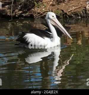 Australian Pelican, Pelecanus conspicillatus drifting on and reflected in the dark water of a lake in a city park Stock Photo