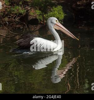 Australian Pelican, Pelecanus conspicillatus drifting on and reflected in the dark water of a lake in a city park Stock Photo
