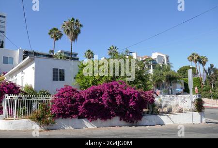 Los Angeles, California, USA 21st June 2021 A general view of atmosphere of Bougainvillea on June 21, 2021 in Los Angeles, California, USA. Photo by Barry King/Alamy Stock Photo Stock Photo