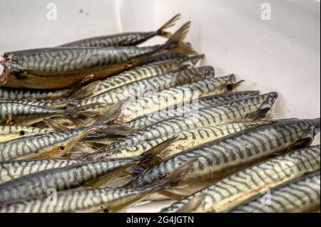 Lots of smoked mackerel carcasses. The fish lies in a heap in a white plastic box. Stock Photo