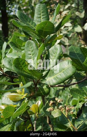 Cashew leaves and flower with a natural background Stock Photo
