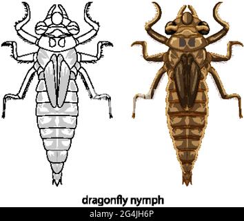 Dragonfly in colour and doodle on white background illustration Stock Vector