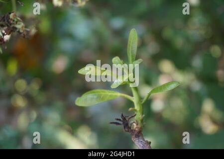Cashew leaves and flower with a natural background Stock Photo