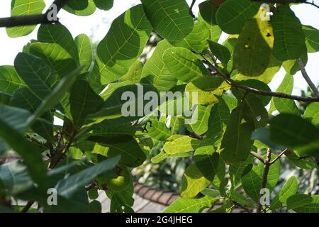 Cashew leaves and flower with a natural background Stock Photo