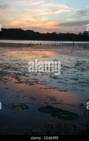 Summer sunset at Brazos Bend State park with reflection of sky on water and lilies with droplets Stock Photo