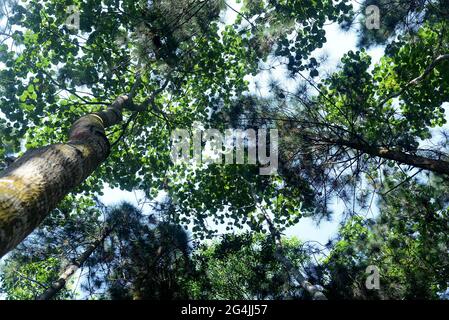 tall tree leaves with sunlight, can be used as a background and wallpaper Stock Photo