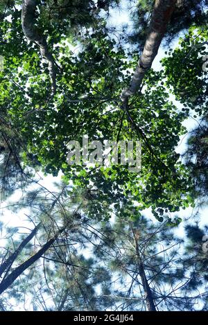 tall tree leaves with sunlight, can be used as a background and wallpaper Stock Photo