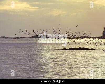 flock of black-headed gulls fly over sea during sunset in northern Spain in winter Stock Photo