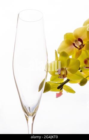 Branch of yellow Phalaenopsis orchid with empty champagne glass on white background. Stock Photo