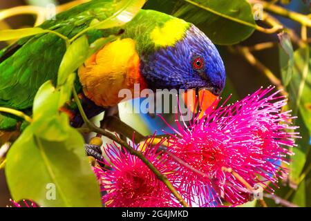 Rainbow Lorikeet feeding on nectar from a flowering gum tree Stock Photo