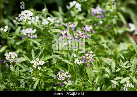 Closeup of Myosotis sylvatica, little blue, white, pink flowers on blurred background. Small blue forget-me-nots in the country garden Stock Photo