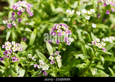 Closeup of Myosotis sylvatica, little blue, white, pink flowers on blurred background. Small blue forget-me-nots in the country garden Stock Photo