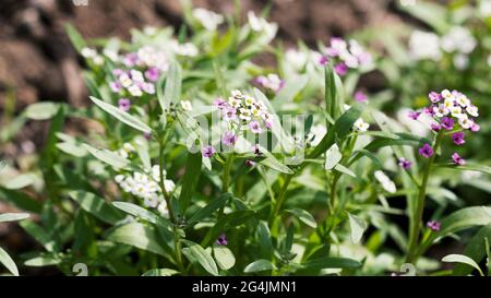 Closeup of Myosotis sylvatica, little blue, white, pink flowers on blurred background. Small blue forget-me-nots in the country garden Stock Photo