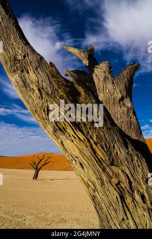 Dead trees of Deadvlei in Namibia that look like skeletons standing on a stark white clay pan surrounded by stunning orange/red sand dunes at sunrise Stock Photo