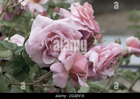 Large, fragrant, sumptuous, coral-pink roses with a bud against a dark-leafed rose shrub in spring. Pink rose flowers on the rose bush in the garden i