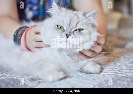 Girl scratches the neck of British long-haired white cat. Stock Photo