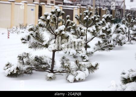 Winter village courtyard with snow-covered fir trees and plants on a cloudy day Stock Photo