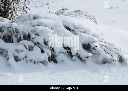 Branches of trees and plants covered with ice. Winter landscape after icing. Nature in winter. Trees after an icy rain. Winter has come. Stock Photo