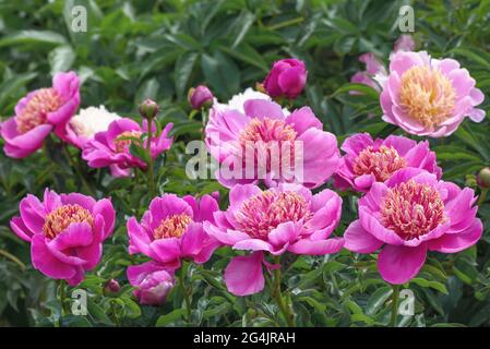 Peony Neon - one of the most popular 'Japanese'! Inflorescences are two-row, cup-shaped, bright pink-lilac color. Stock Photo