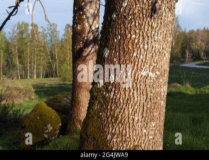 Close up on aspen trees, trunks in a forest. Rough surface. Stock Photo