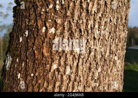Close up on aspen trees, trunks in a forest. Rough surface. Stock Photo