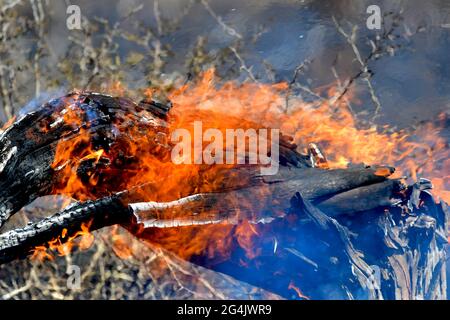 Smouldering  tree from controlled burn in Kruger Park, South Africa Stock Photo