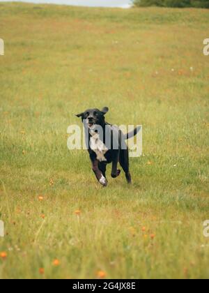 Vertical shot of a black labrador running on the field in the countryside Stock Photo