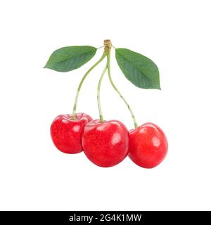 Three sweet cherries together with leaves isolated on a white background. Stock Photo