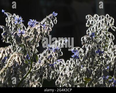Flowers of borage in backlit Stock Photo