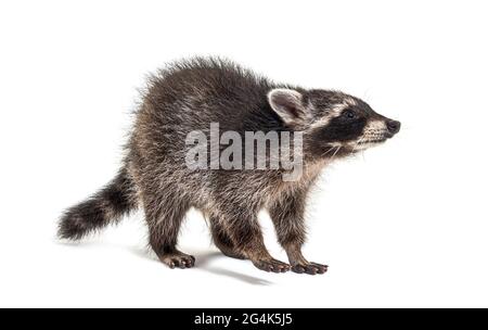 three months old young raccoon standing in front, isolated Stock Photo