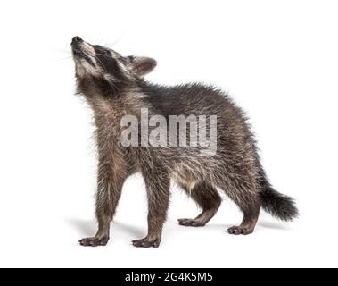 three months old young raccoon standing in front, isolated Stock Photo