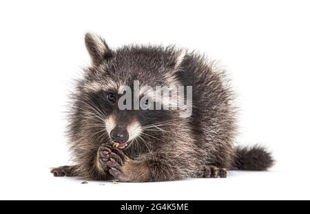 Young raccoon eating, isolated on white Stock Photo