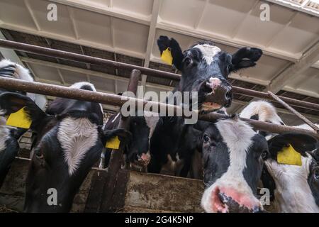 Breeding cows in free animal husbandry. Cowshed. Livestock cow farm. Herd of black white cows are looking at the camera with interest. Stock Photo