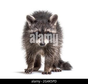 three months old young raccoon standing in front, isolated Stock Photo