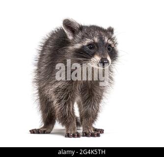 three months old young raccoon standing in front, isolated Stock Photo