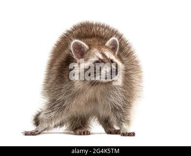 Red Raccoon standing and facing at the camera isolated on white