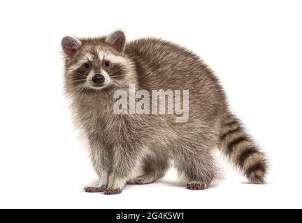 Red Raccoon facing at the camera isolated on white
