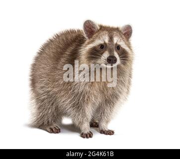 Red Raccoon standing and facing at the camera isolated on white Stock Photo