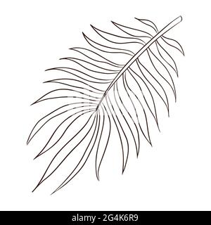 Hand drawn exotic rainforest palm leaves vector isolated illustration for logo, emblem, template, stickers, prints, cosmetics, spa, beauty care products Stock Vector
